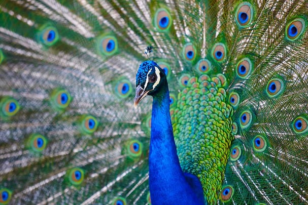 Peacock with colorful spread feathers