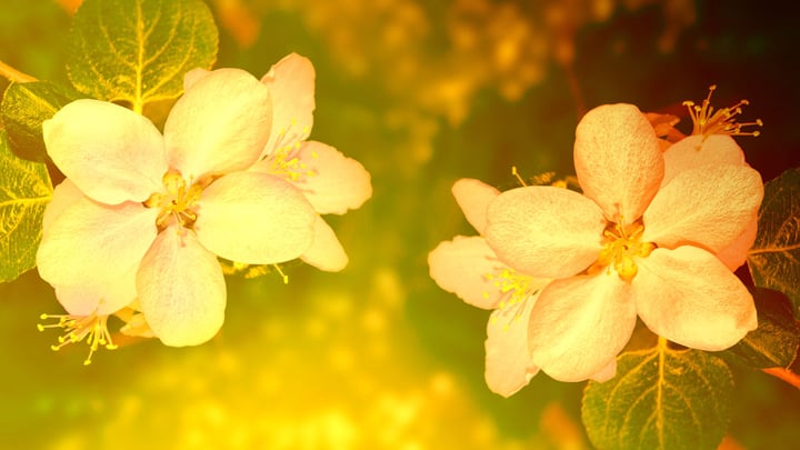 Blossoming Branch Apple