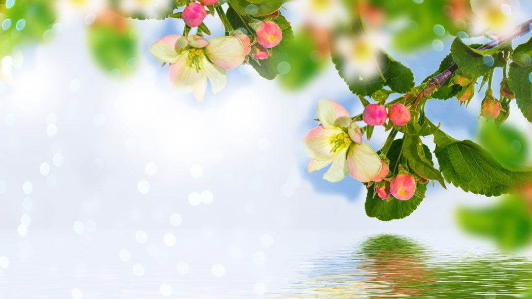 Blossoming Branch Apple