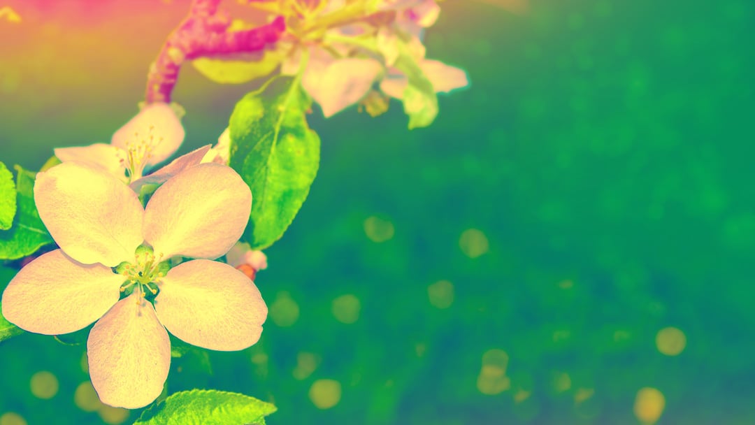 Bright Colorful Spring Flowers